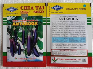 Terong Ungu Antaboga