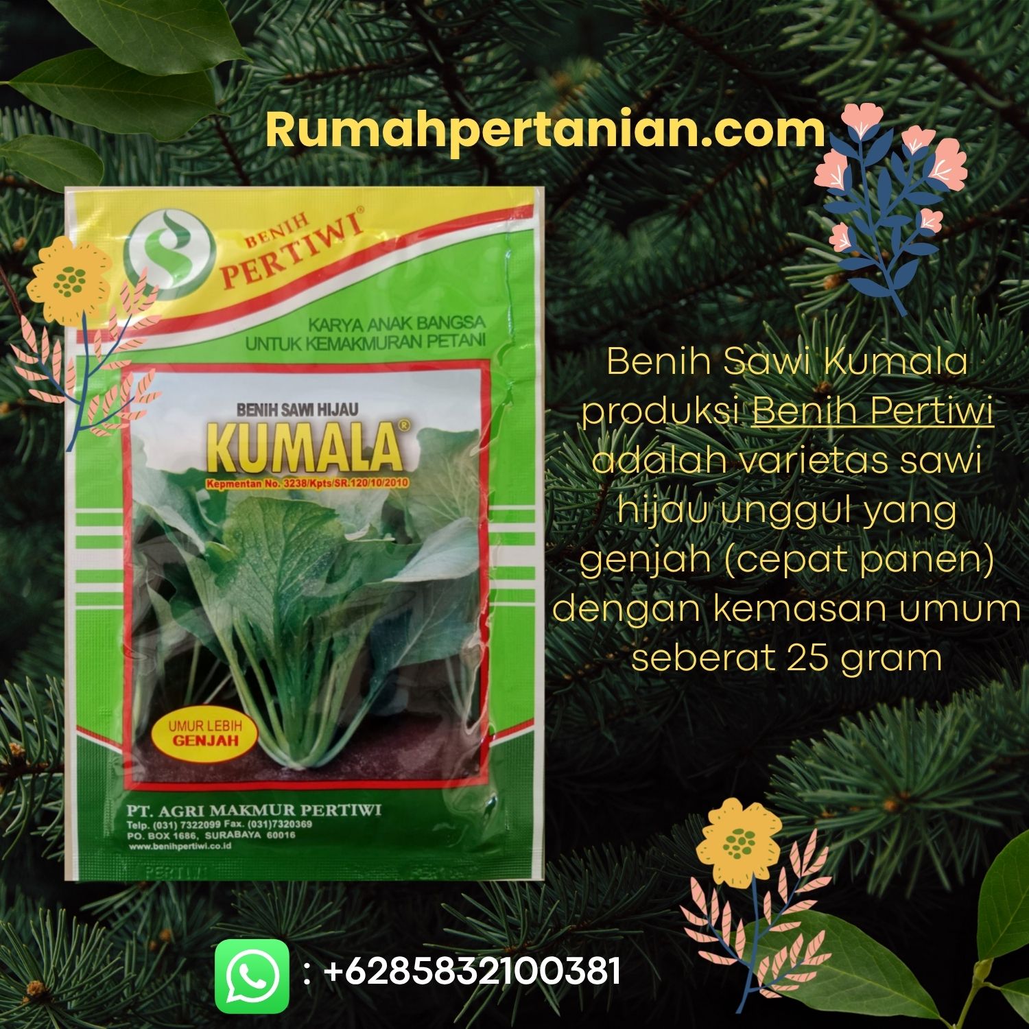 Benih Sawi Hijau Kumala